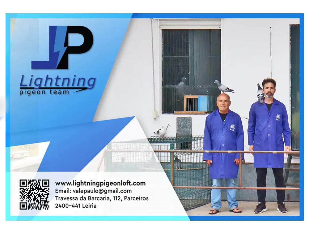 Lightning Pigeon Team