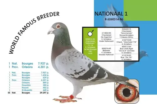 Leilão National I