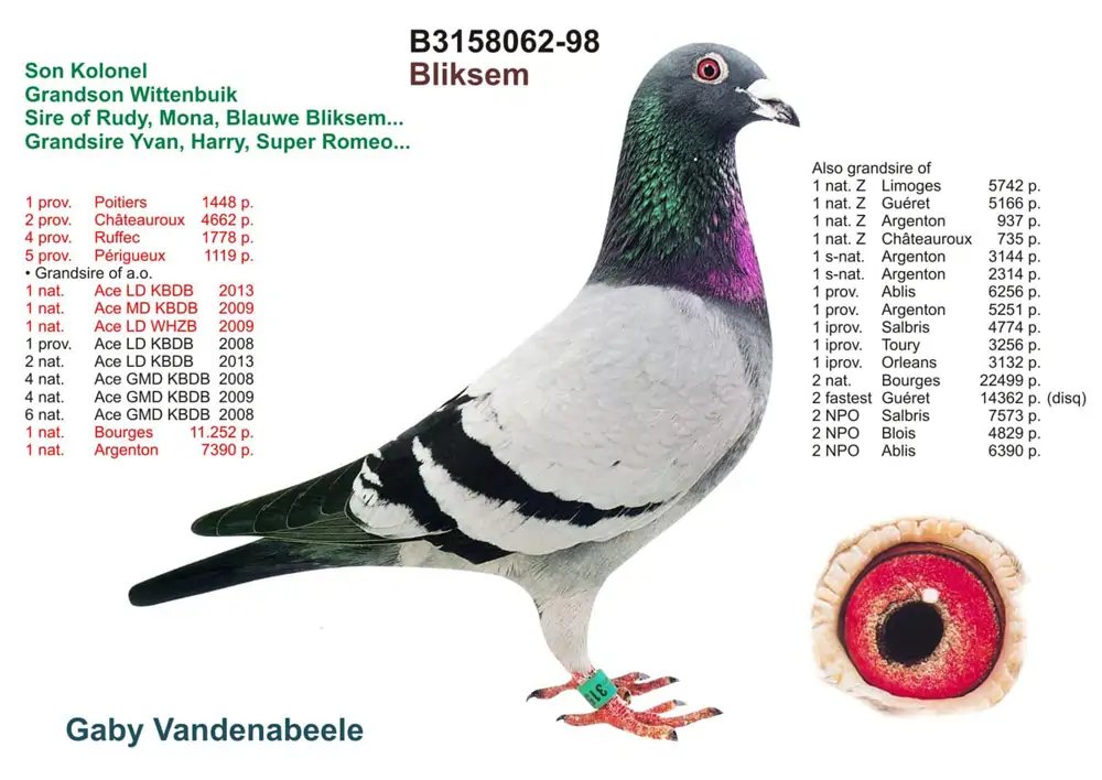 Especial Gaby por Pigeons4all