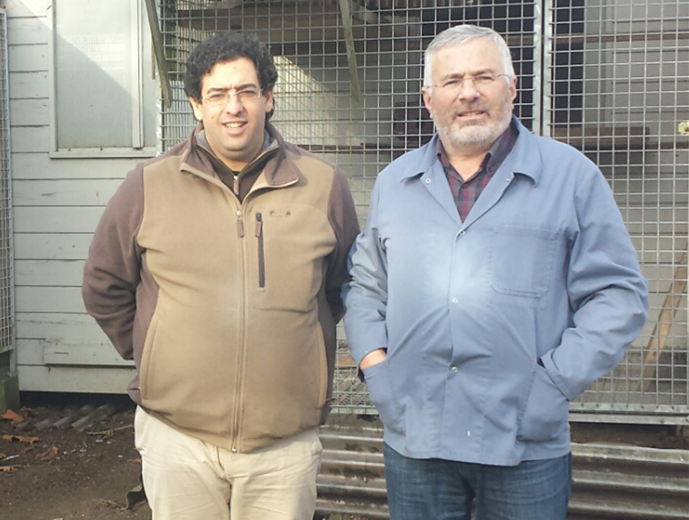 Especial Van Den Bulck by Pigeons4all