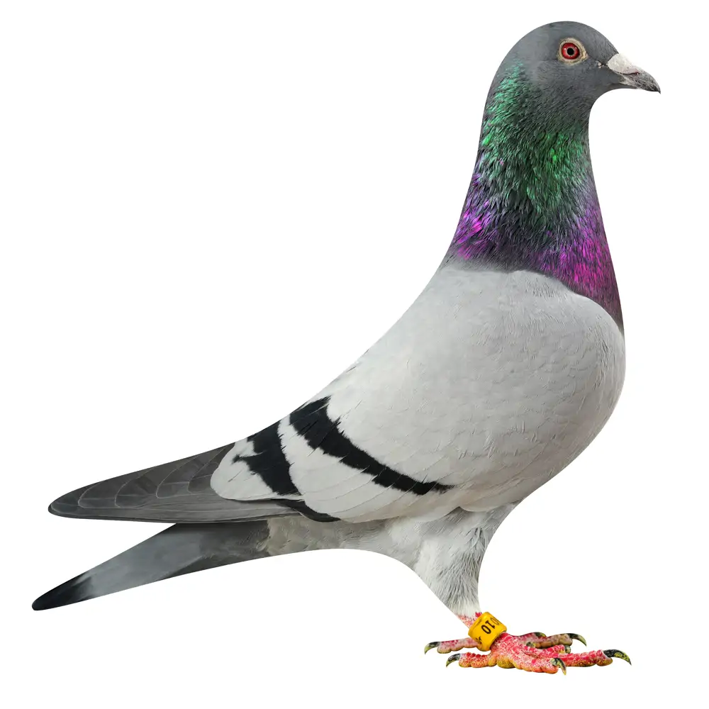 NL19/1186010