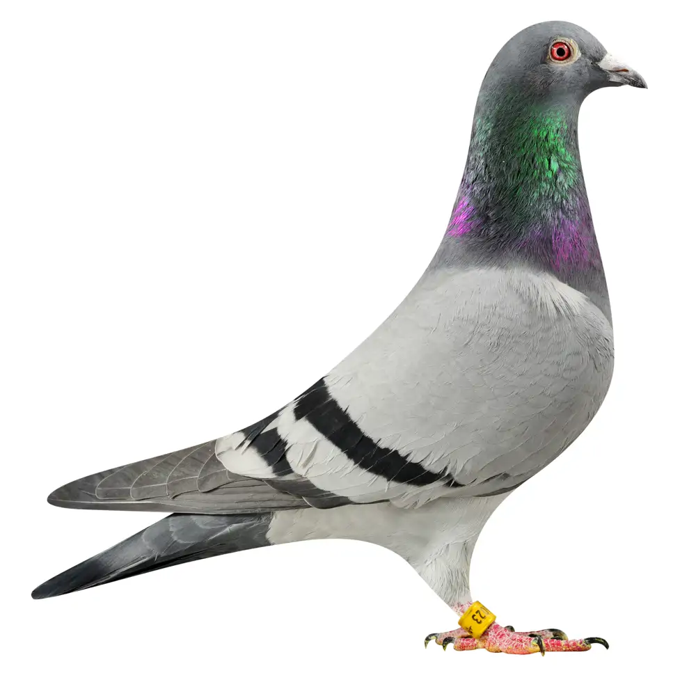 NL19/1186023