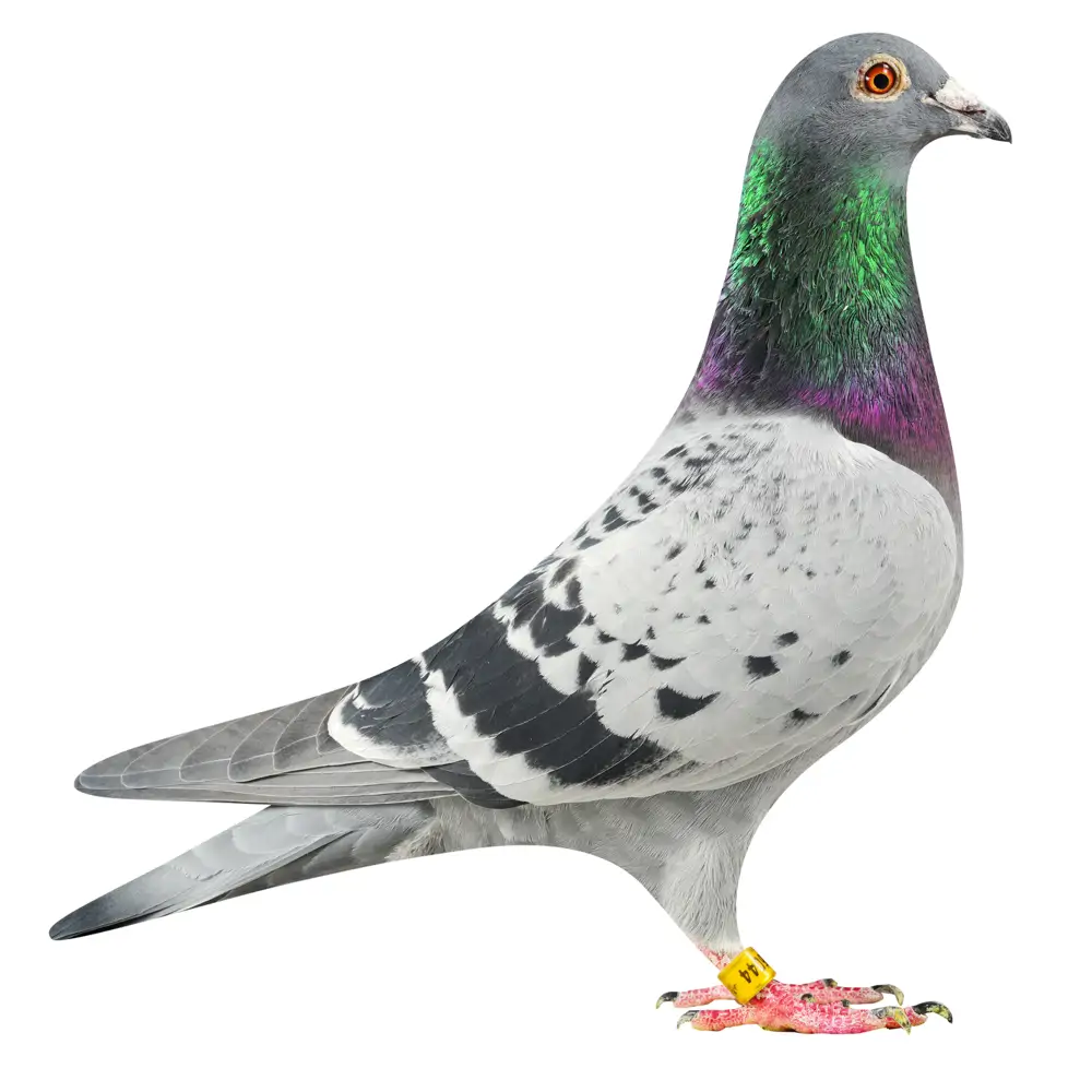 NL19/1186044