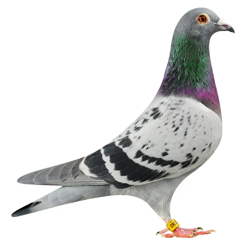 NL19/1186060