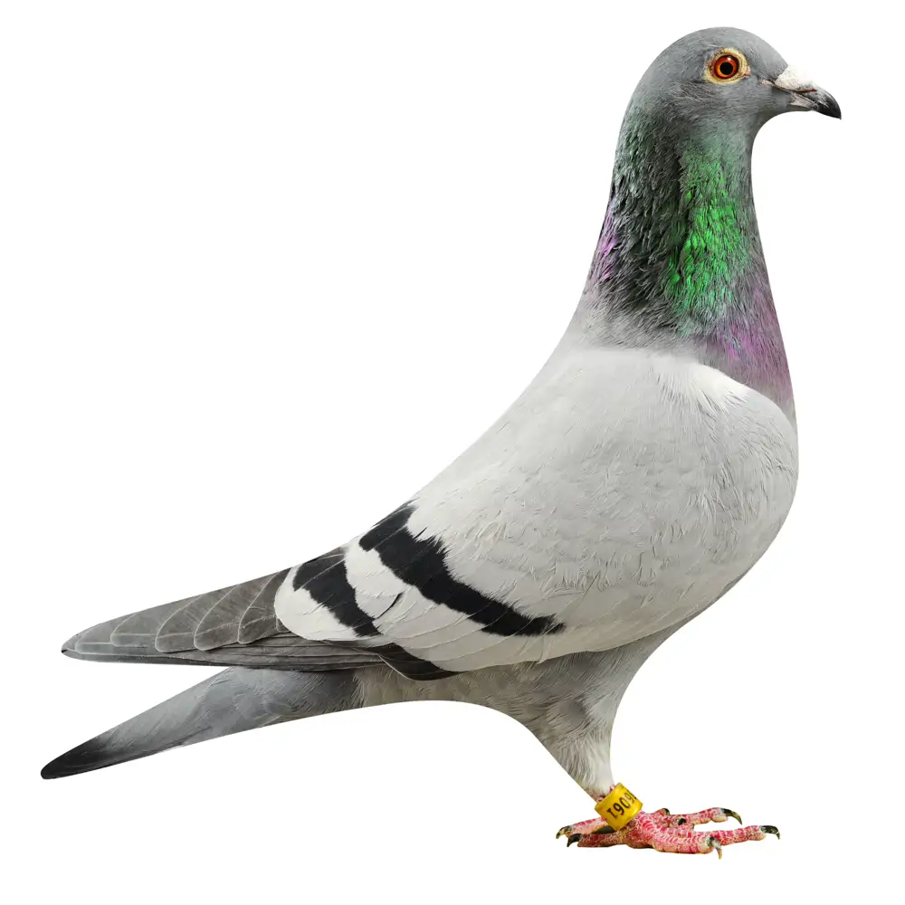 NL19/1186061