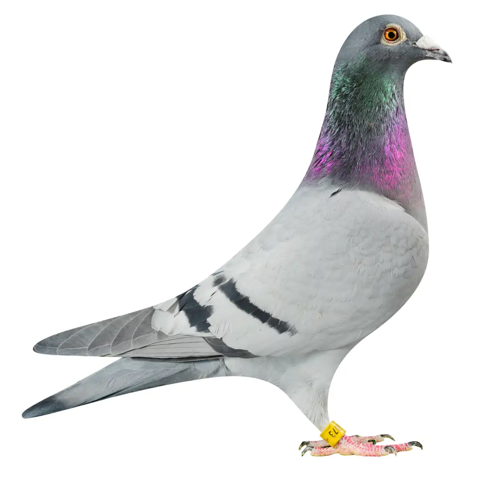 NL19/1186073