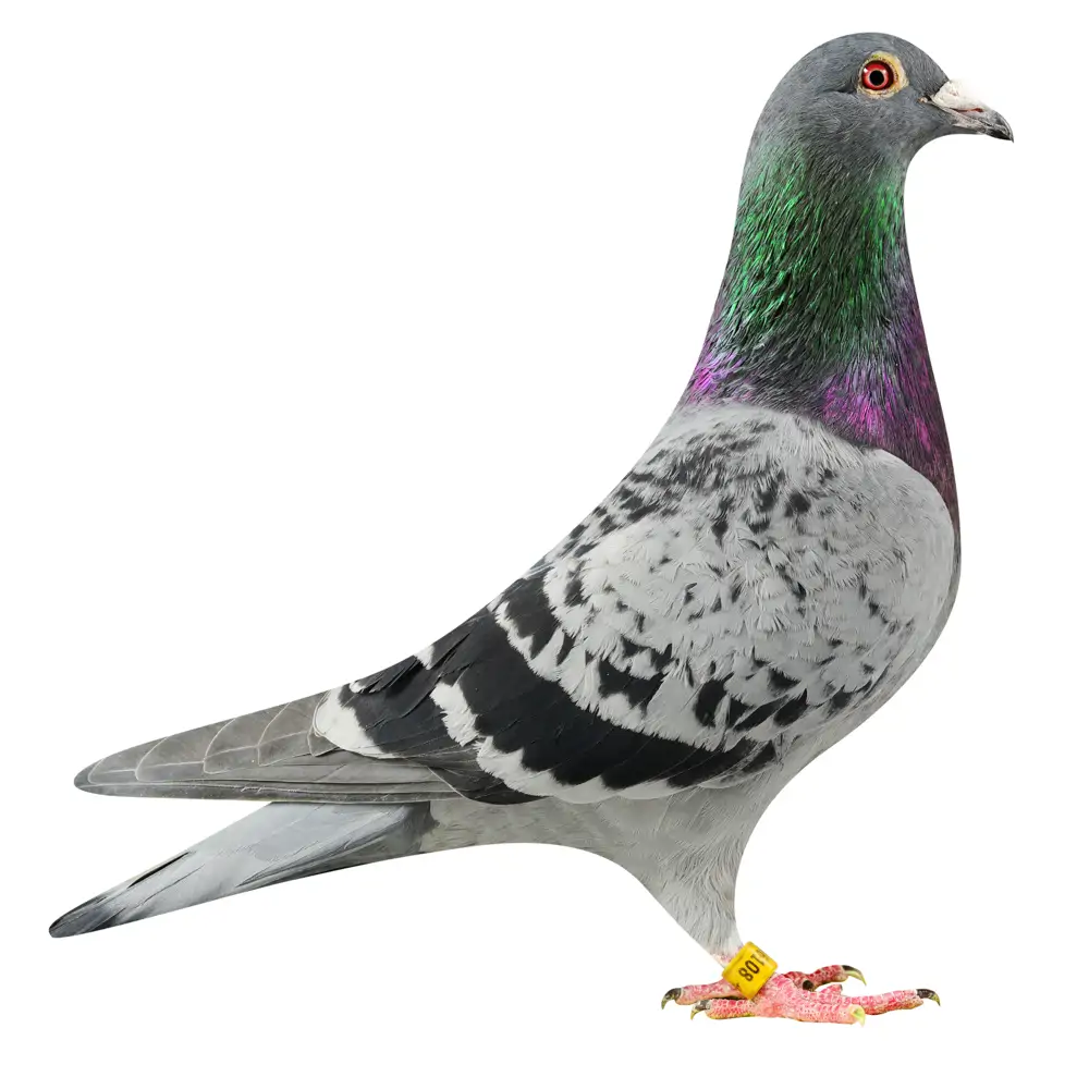 NL19/1186108