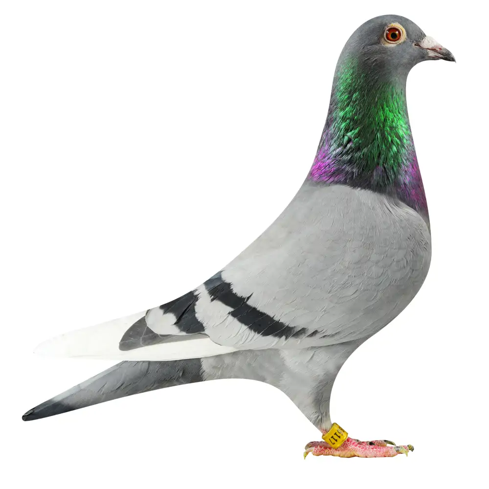 NL19/1186117