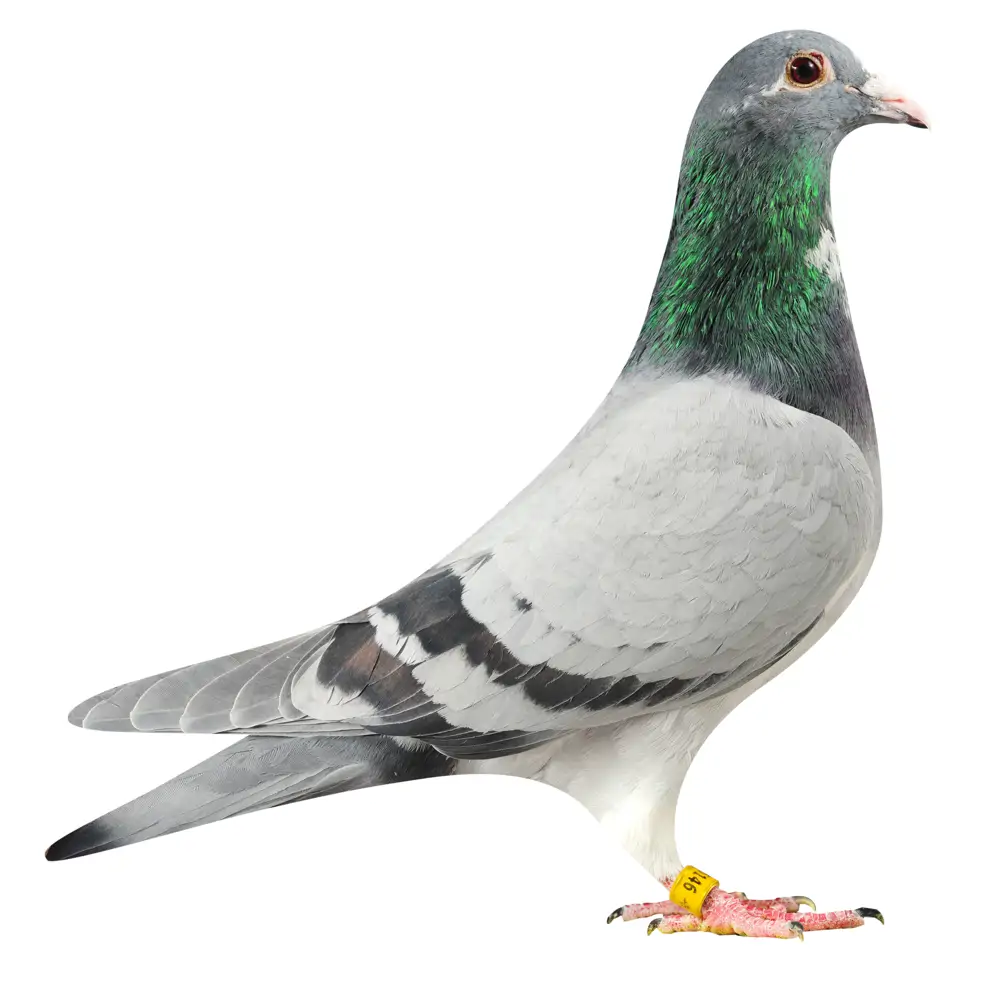 NL19/1186146