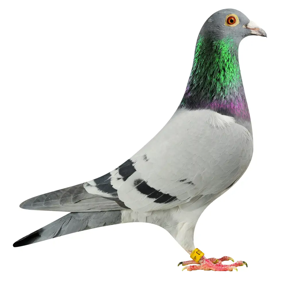 NL19/1187123
