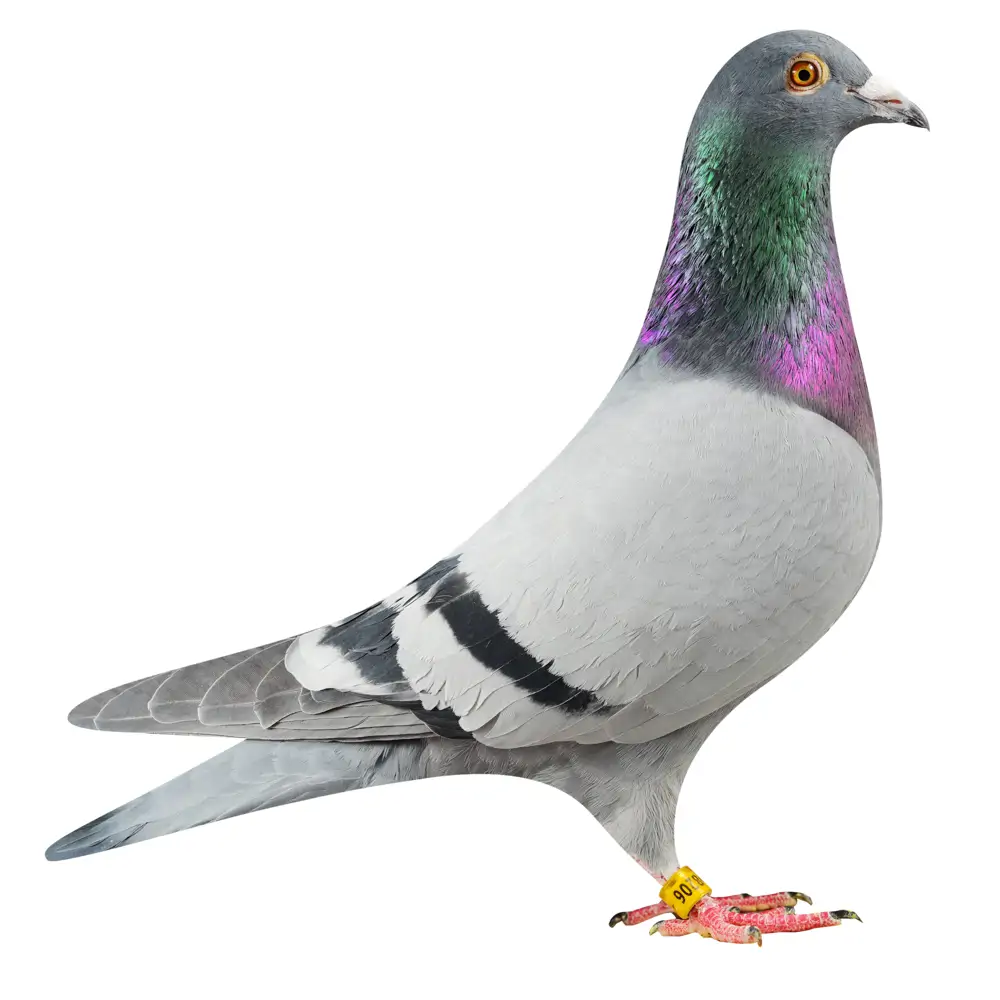 NL19/1798206