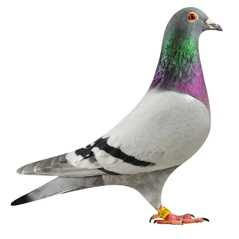 NL19/1798214