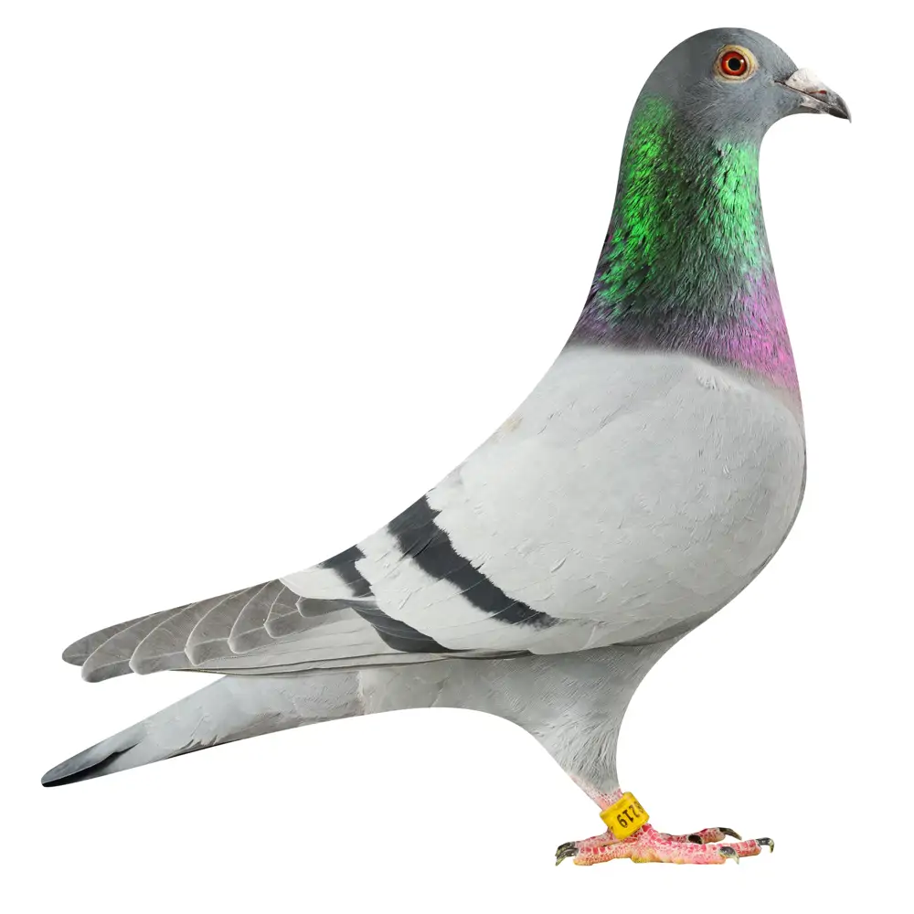 NL19/1798219