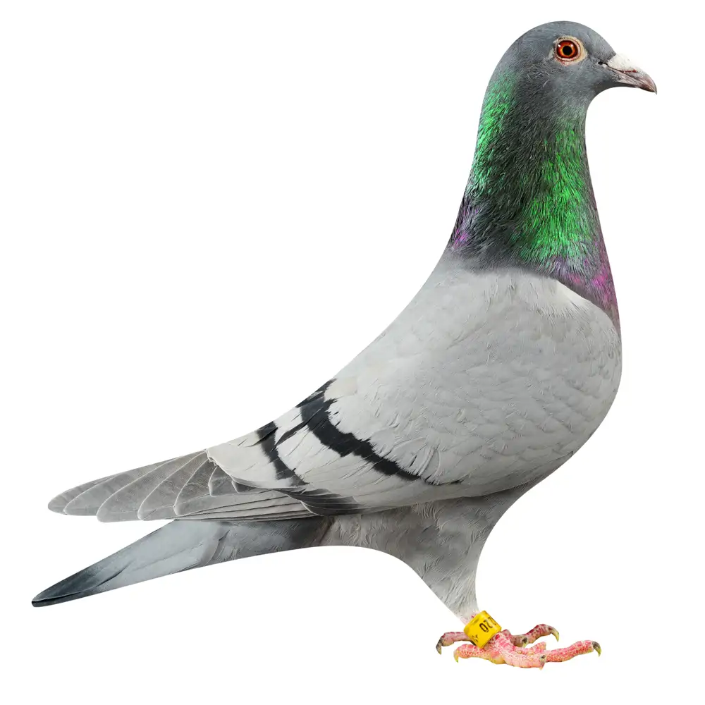 NL19/1798220