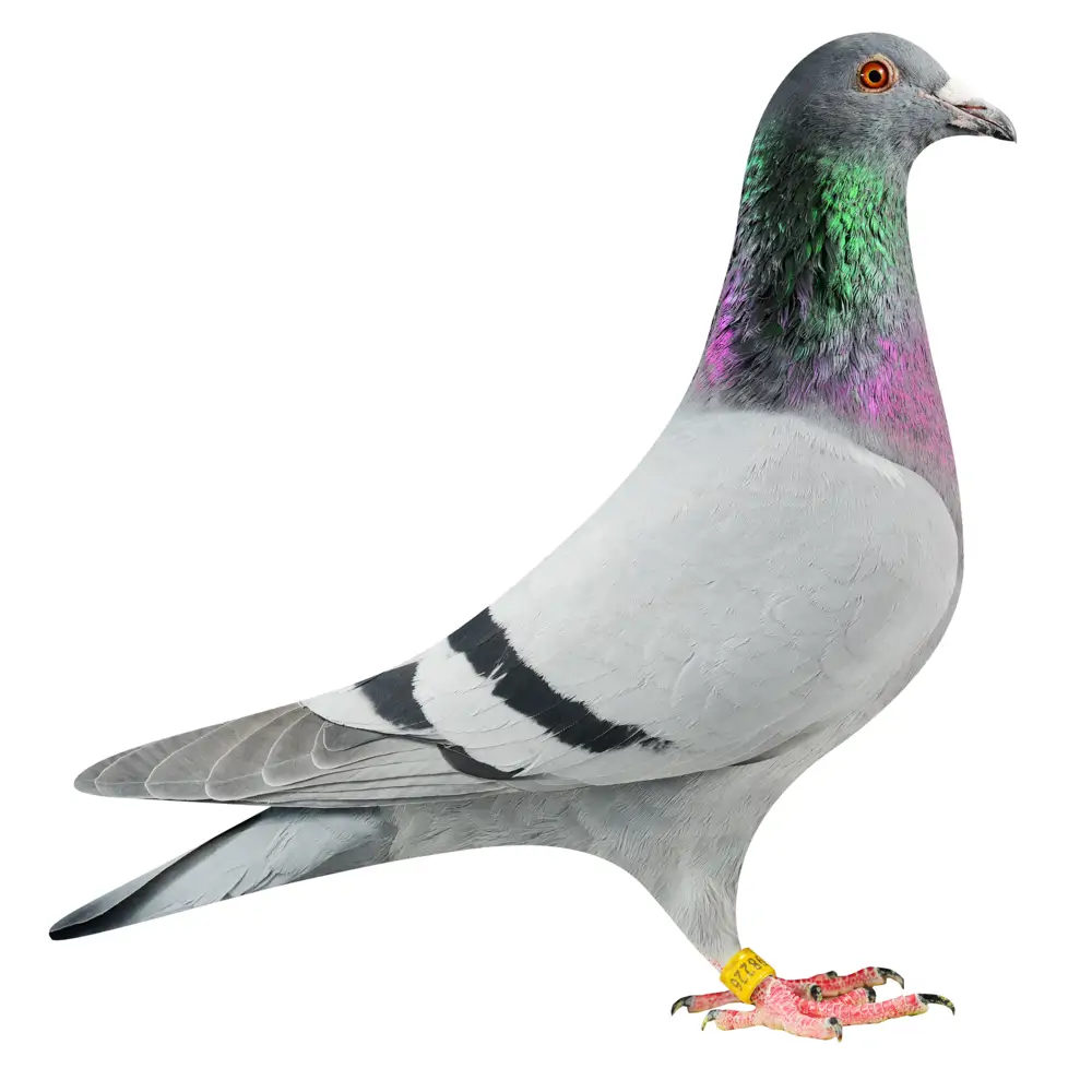 NL19/1798226