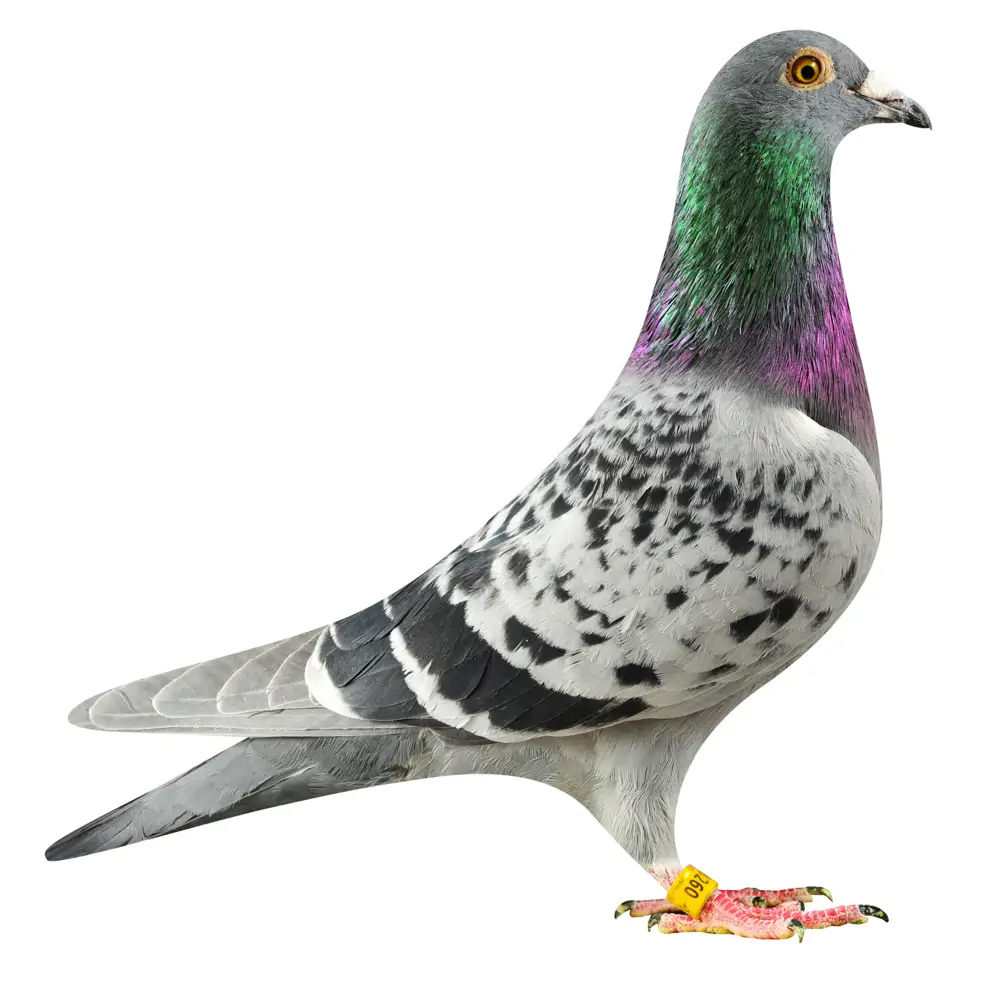 NL19/1798260