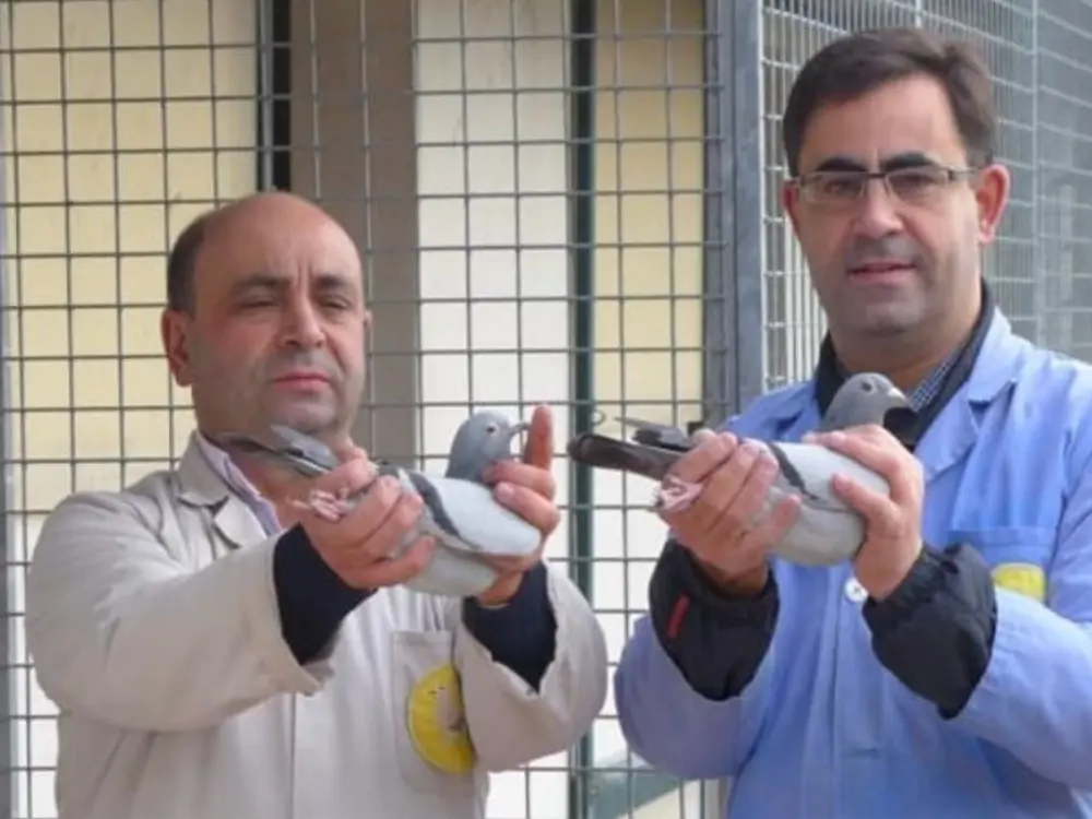 Rui e Paulo Rodrigues