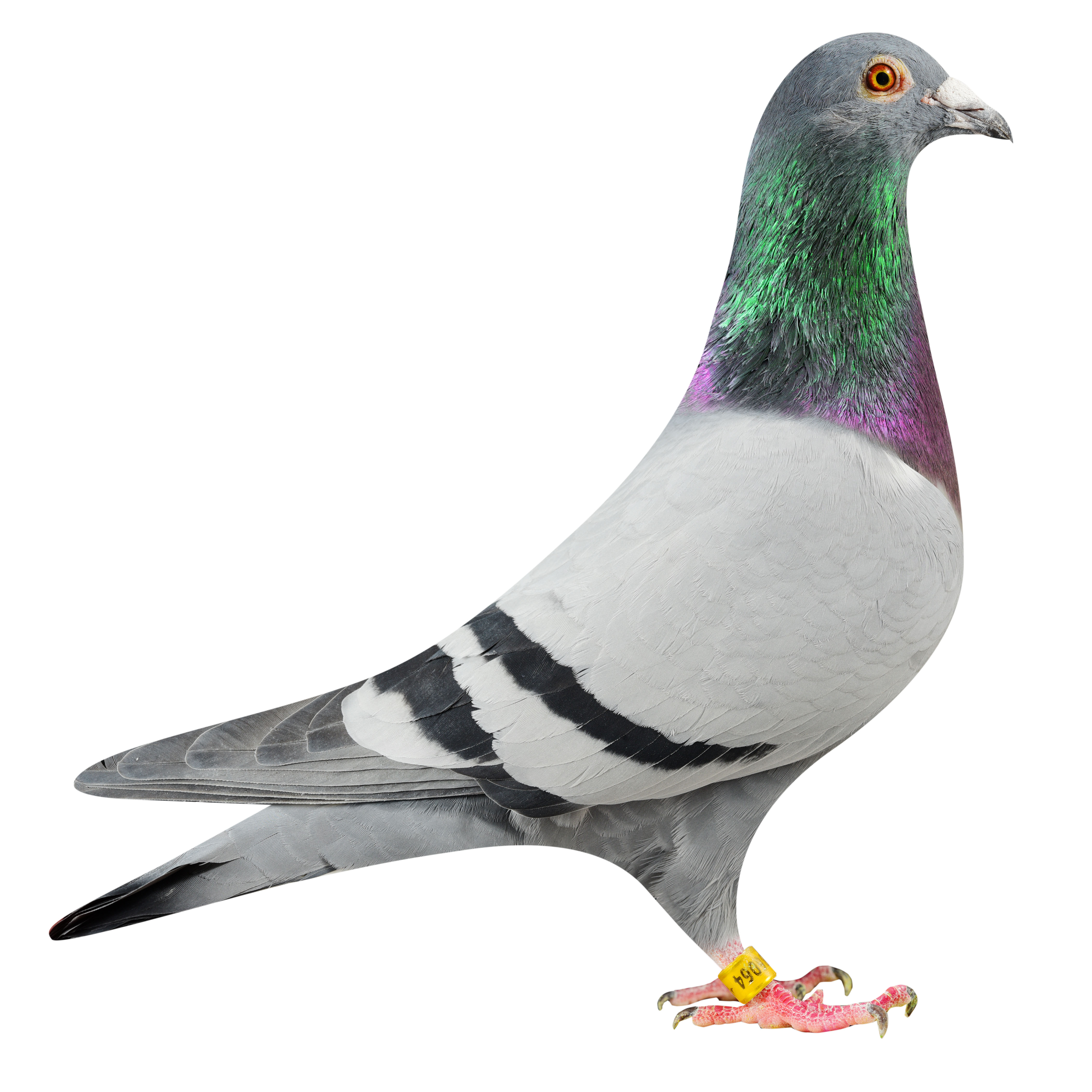 NL19/1186064