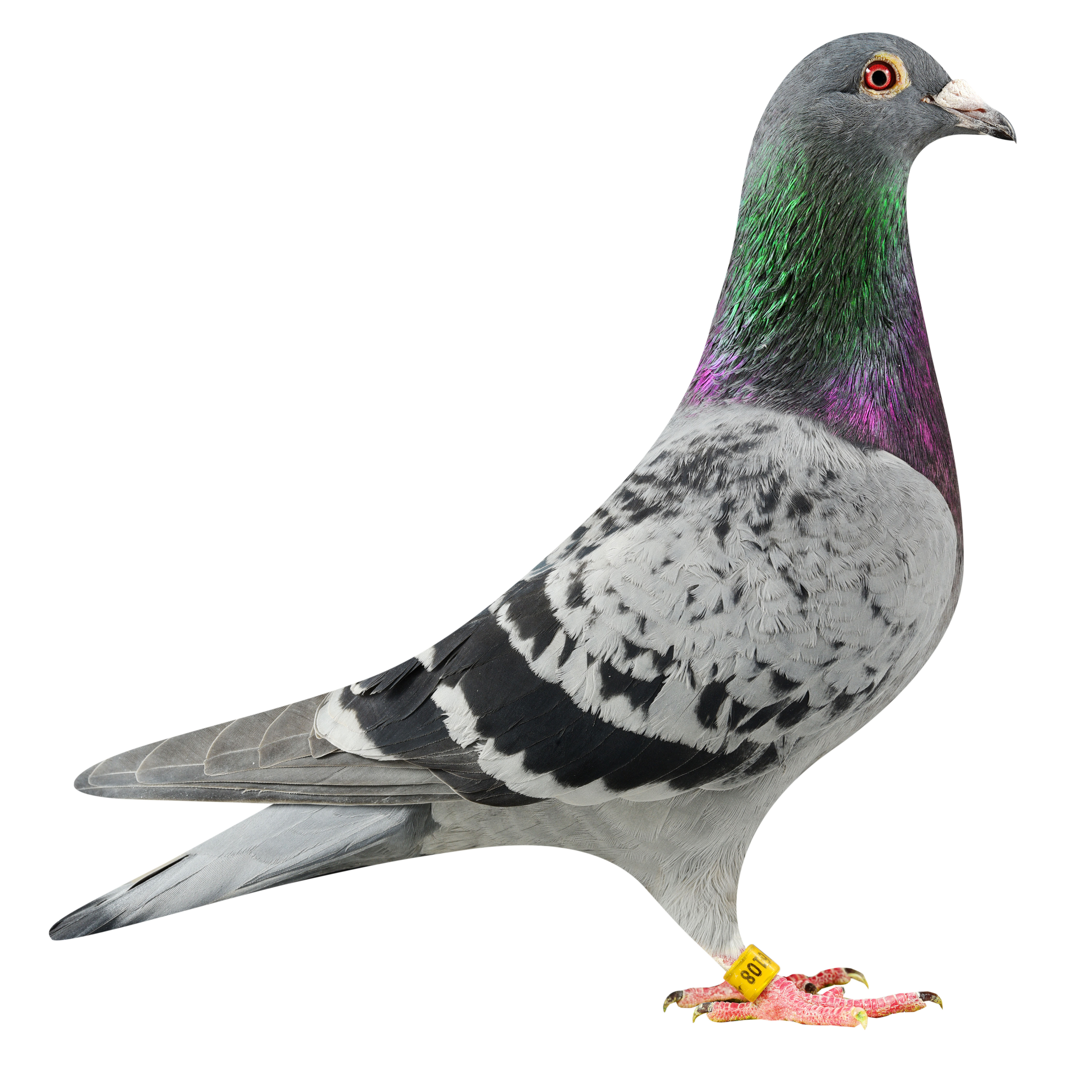 NL19/1186108