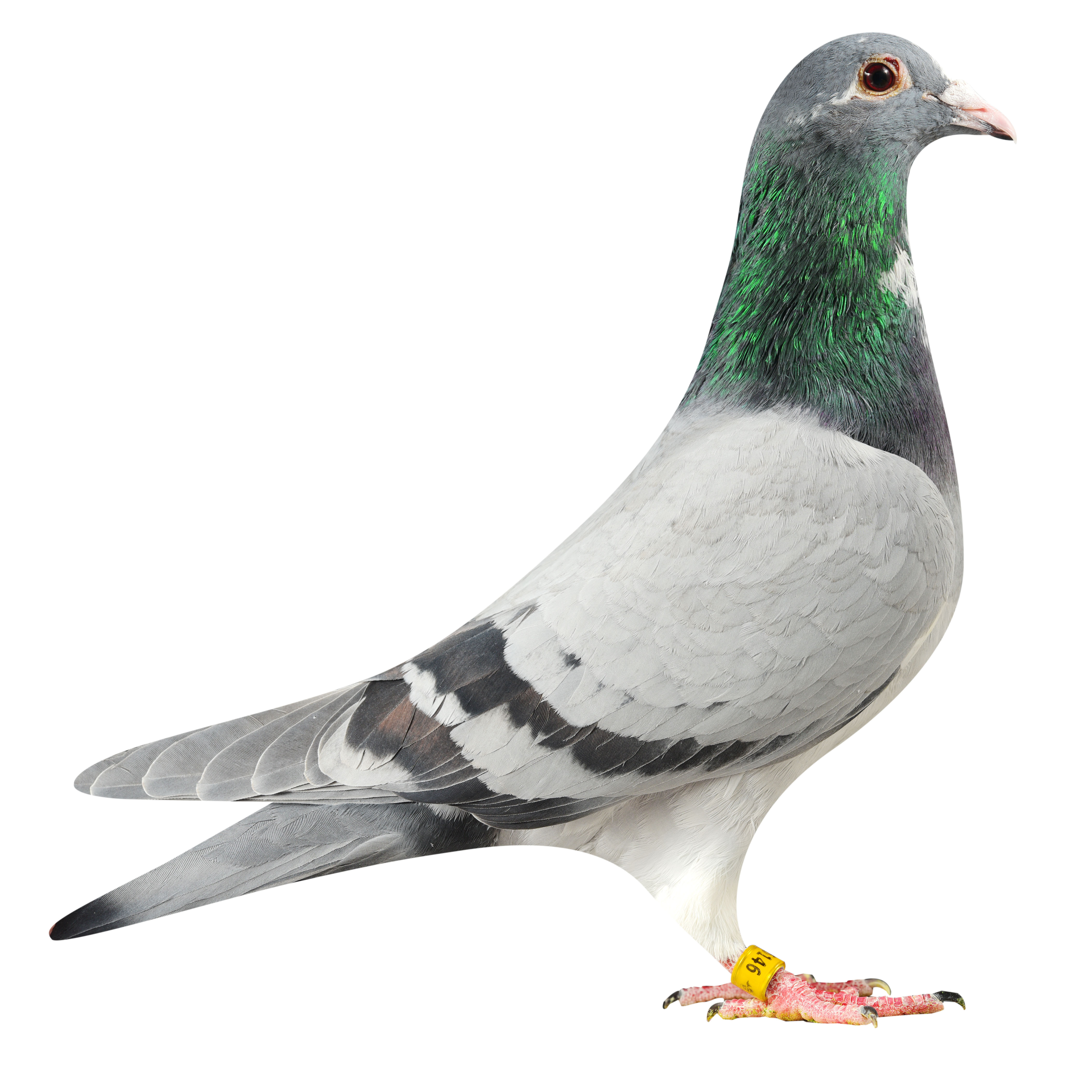 NL19/1186146
