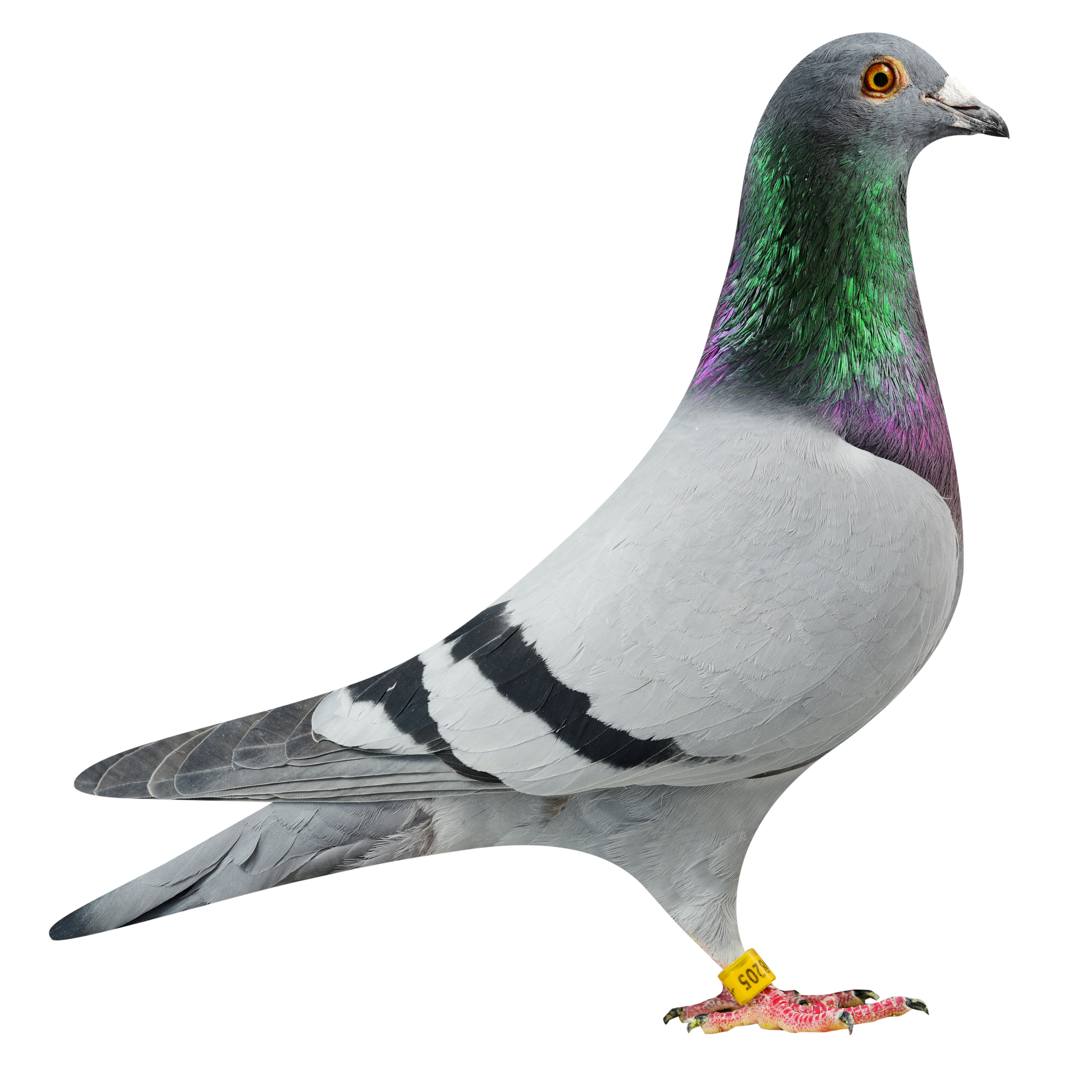NL19/1798205