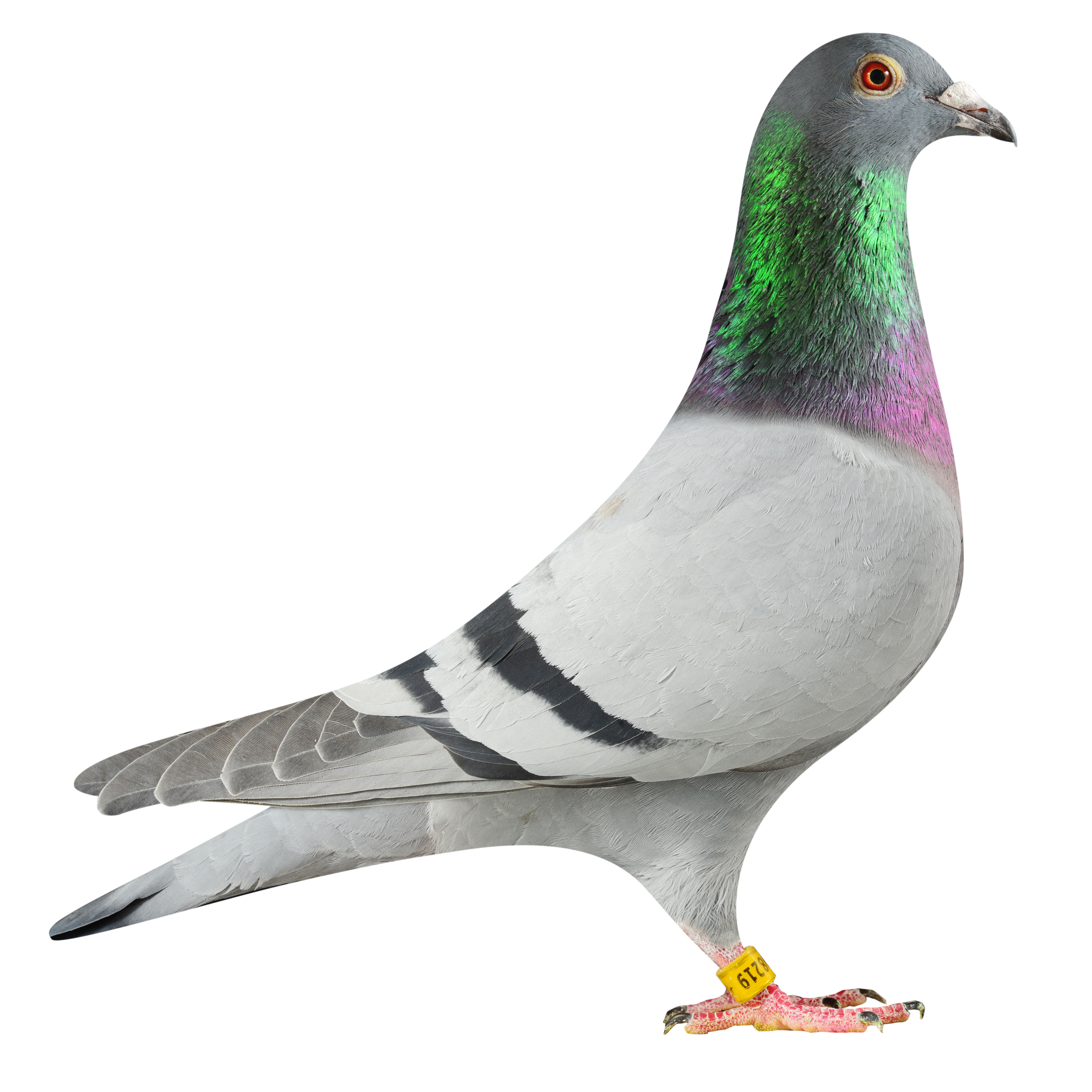 NL19/1798219
