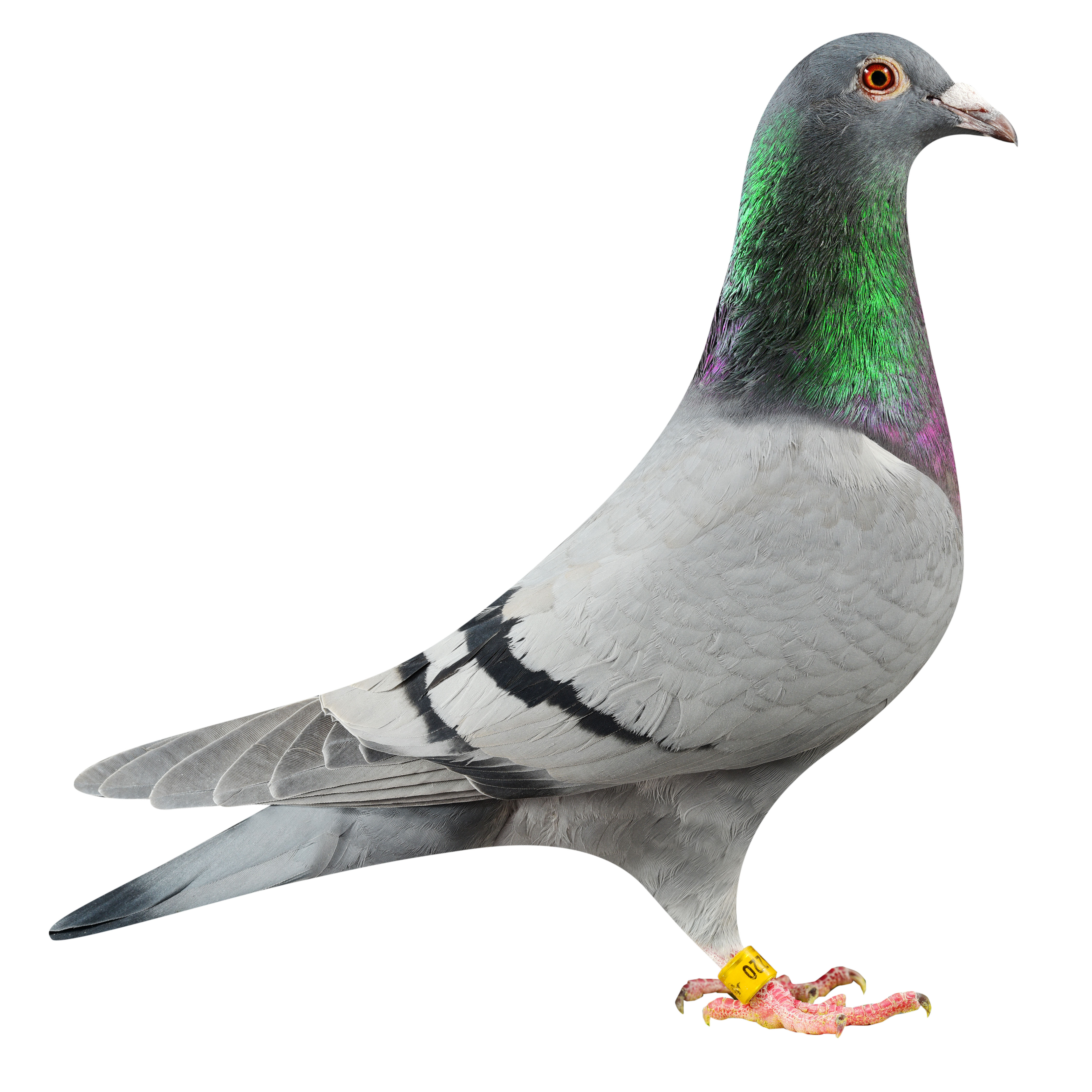 NL19/1798220