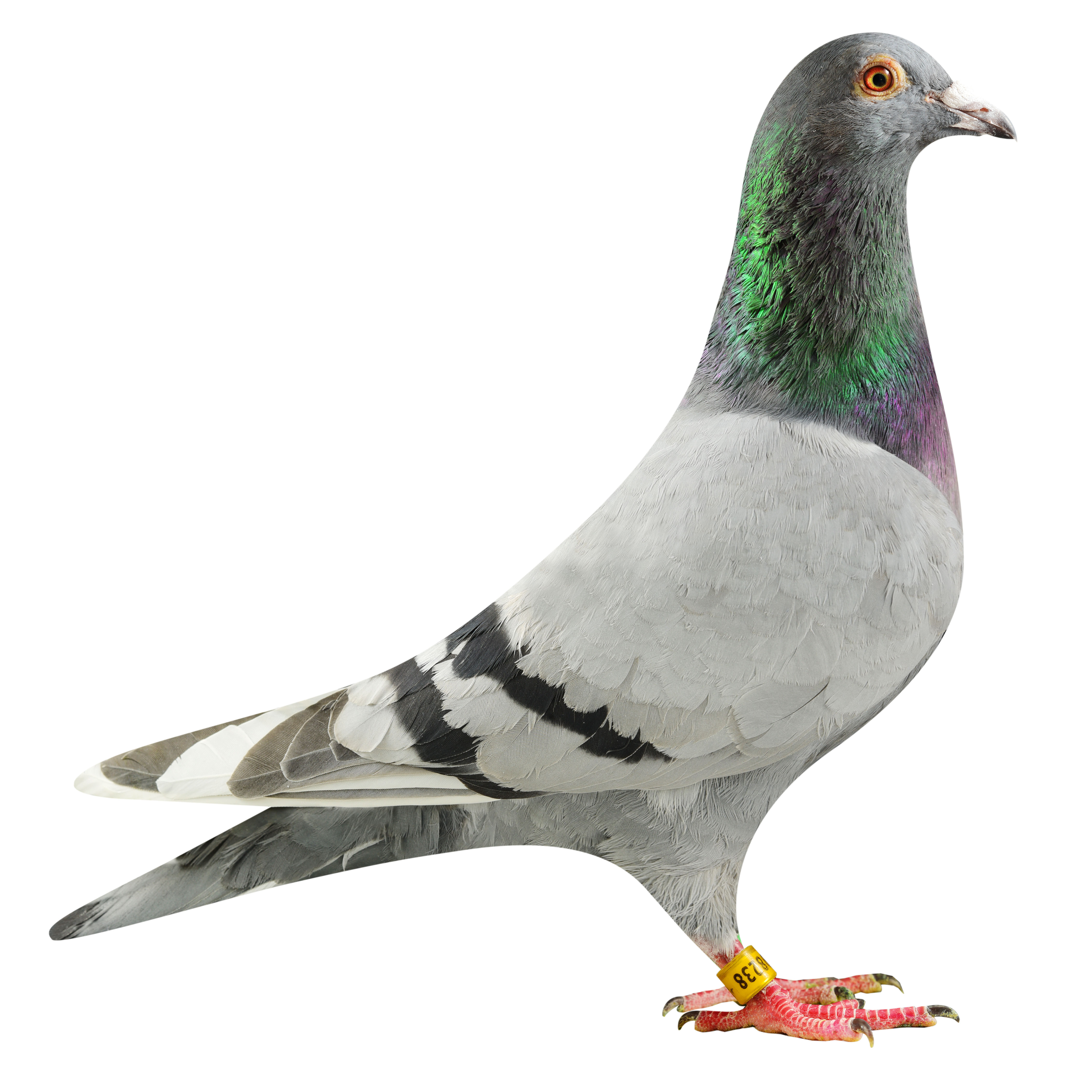 NL19/1798238