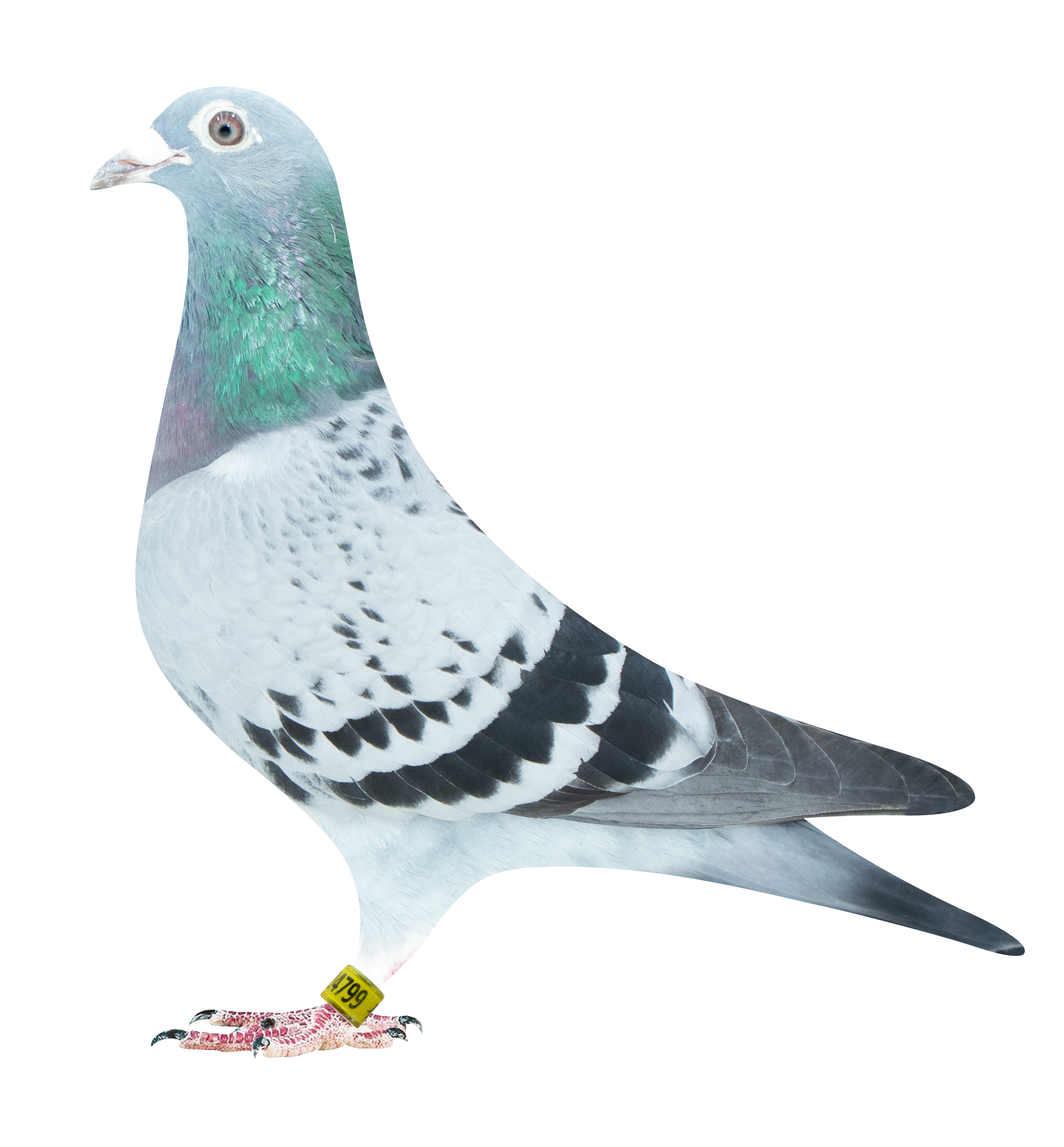 PT 4024799/24